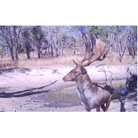 Ridgeline 4K Trail Camera